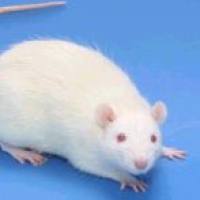 II型糖尿病模型