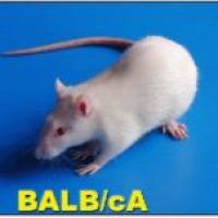 变应性鼻炎模型