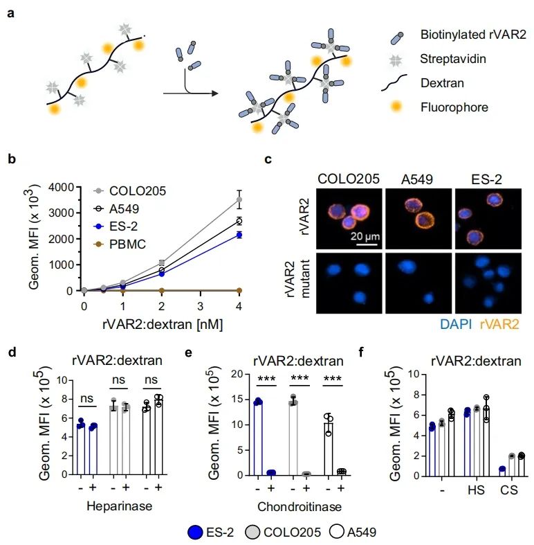 突破性发现：ofCS 成为 CTC 多癌种检测新靶标，Cytation 赋能癌症早筛技术革新