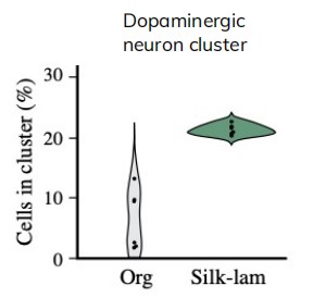在Biosilk中培养脑类器官较传统方法在4个月时的多巴胺能神经元簇数量提高