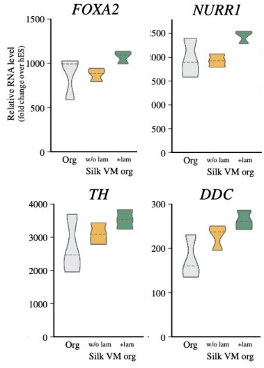 Biosilk-Biolaminin培养VM类器官较传统方法的批次变异性更小