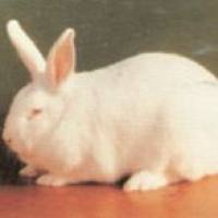 骨癌痛动物模型