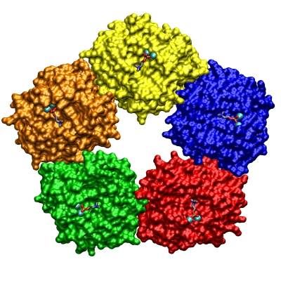 人C反应蛋白抗原 human C reactive protein （CRP）