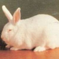 组织相容性实验