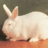 梗阻性黄疸模型