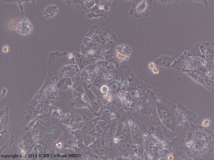 展会预告｜2025BPD第八届生物药工艺发展大会