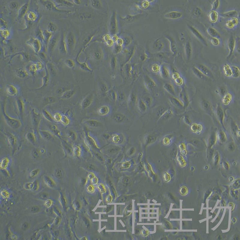 TK10（人肾癌细胞）