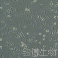 TK10(人肾癌细胞)