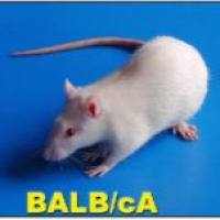 腹主动脉瘤模型