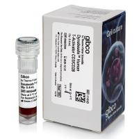 用于 T 细胞扩增和活化的 Dynabeads™ 人 T 活化剂 CD3/CD28