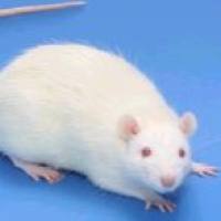 大鼠脓毒症动物模型