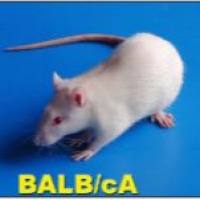 哮喘模型/吸烟模型