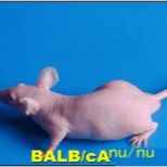 人肝癌原位小鼠模型