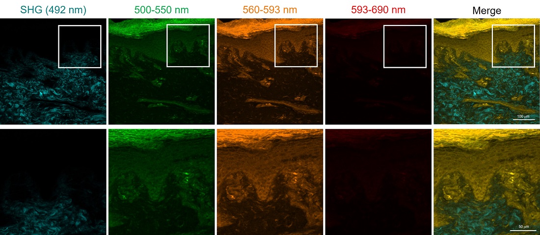 可实现局部组织结构可视化的荧光染料HistoBright