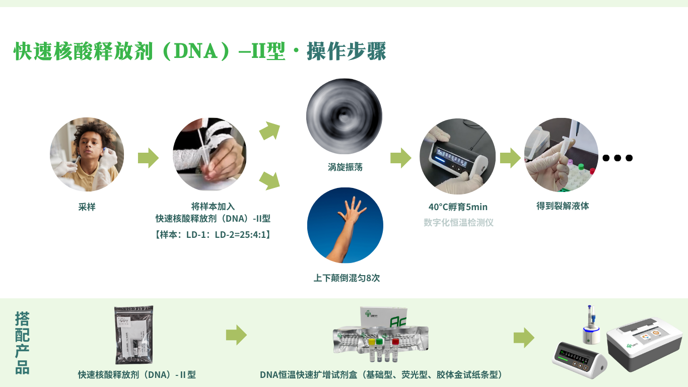 快速核酸释放剂（DNA）-Ⅱ型的实验操作流程