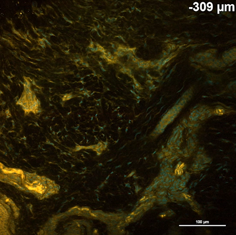 可实现局部组织结构可视化的荧光染料HistoBright