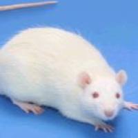 坏死性小肠结肠炎（NEC）