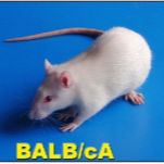 过敏性哮喘动物模型