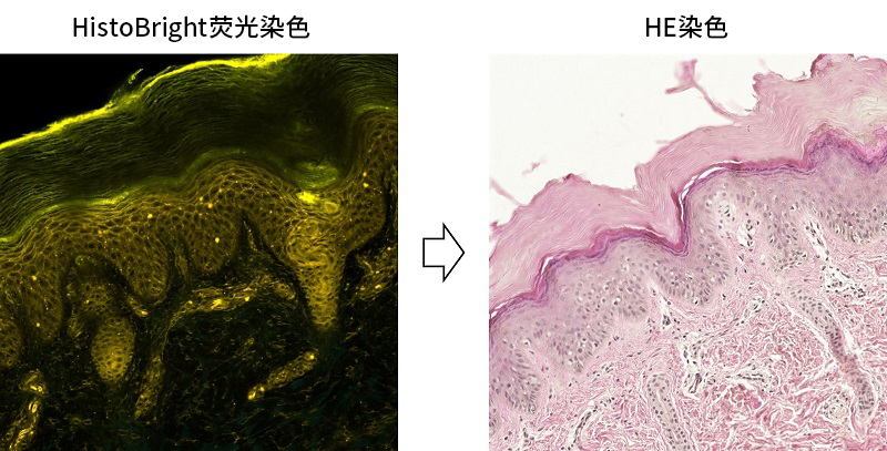 可实现局部组织结构可视化的荧光染料HistoBright
