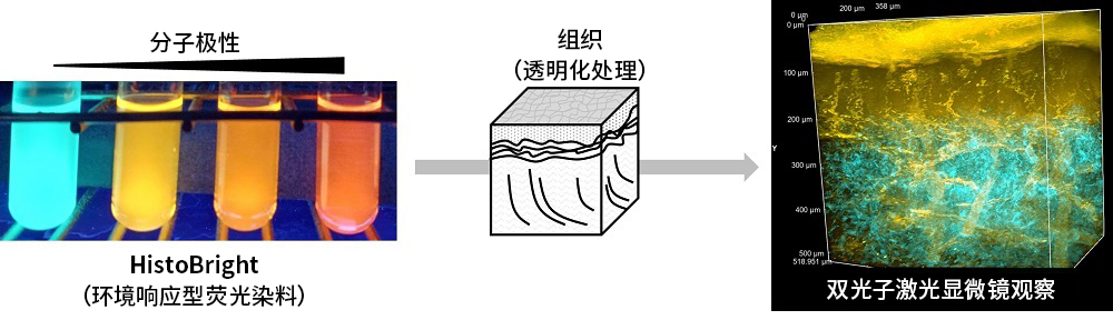 可实现局部组织结构可视化的荧光染料HistoBright