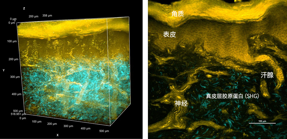 可实现局部组织结构可视化的荧光染料HistoBright