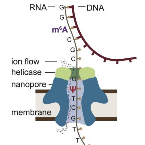 Direct RNA-seq