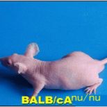 裸鼠爪垫淋巴道转移模型