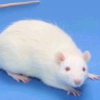 SD大鼠骨性关节炎 OA