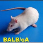 动脉粥样硬化（AS）动物模型