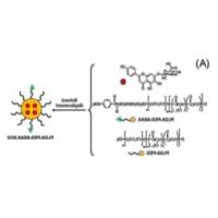 负载灯盏乙素的聚乙二醇-聚乳酸-羟基乙酸共聚物纳米颗粒被氨基乙基茴香酰胺修饰 SCU@PLGA-PEG-AEAA