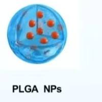 负载Toll样受体78激动剂瑞喹莫德的聚乳酸-羟基乙酸共聚物纳米颗粒被聚多巴胺修饰 R848@PLGA NPs-PDA