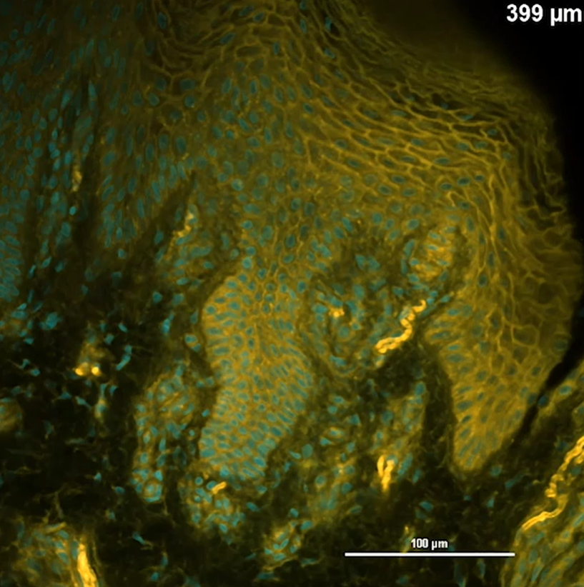 可实现局部组织结构可视化的荧光染料HistoBright