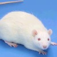 类风湿性关节炎模型