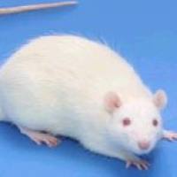 感觉神经断裂动物模型