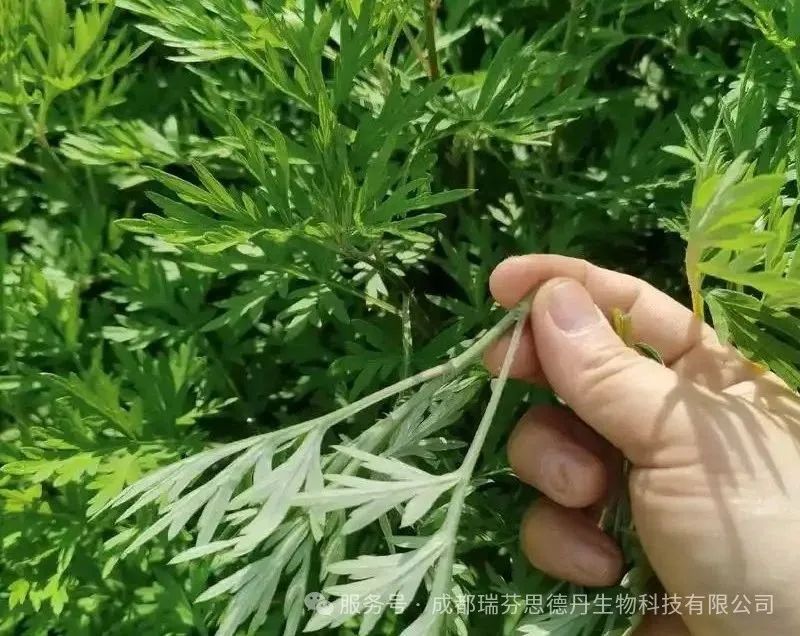 # 夏日清风至，一锤艾草香｜这份来自成都瑞芬思德丹生物科技有限公司的专属健康关怀，请查收