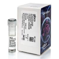 用于 T 细胞活化/扩增的 Dynabeads™ 小鼠T活化剂CD3/CD28（0.4ml)）