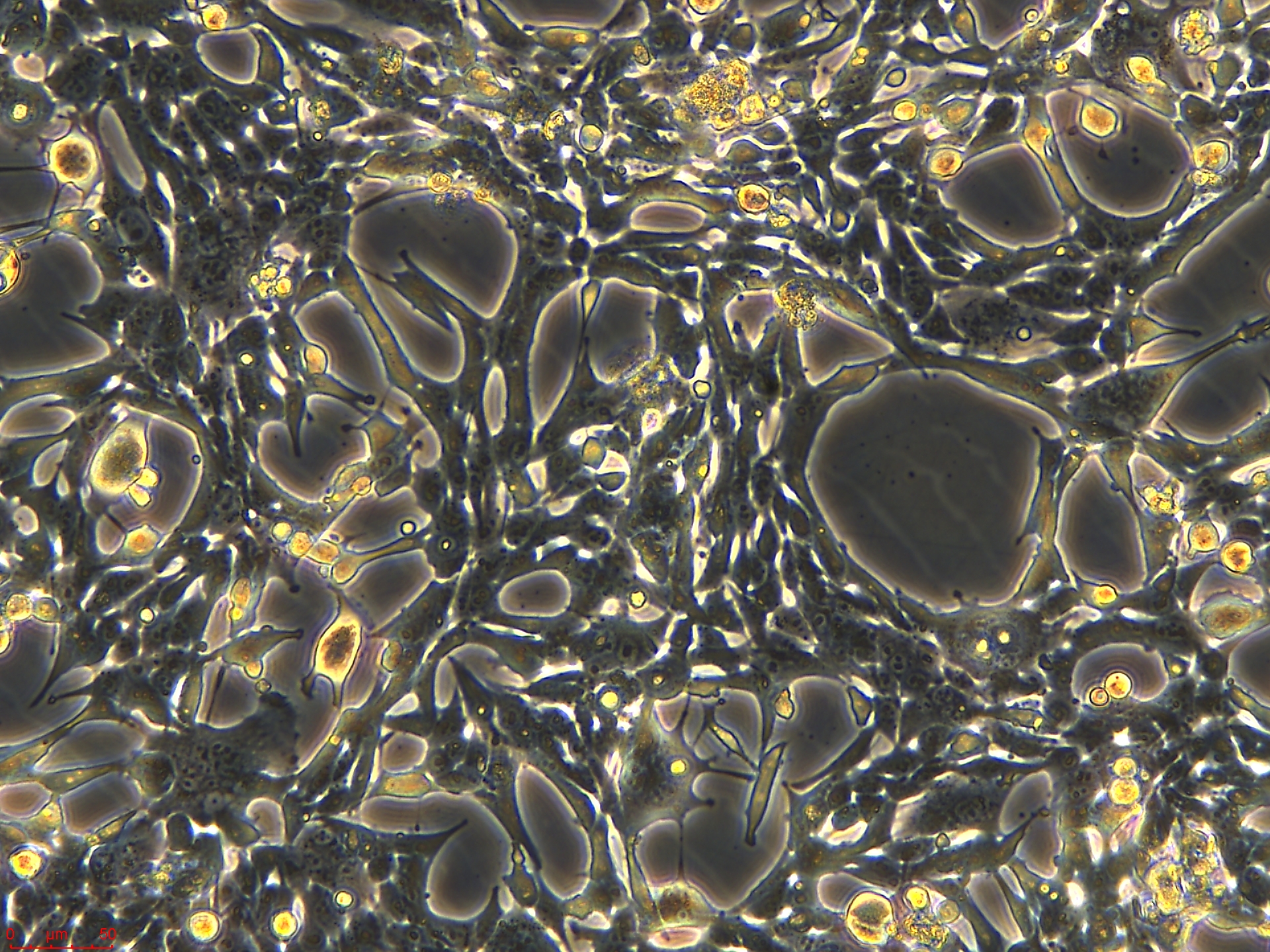 Project1002_PY8119 20X_ch00.jpg