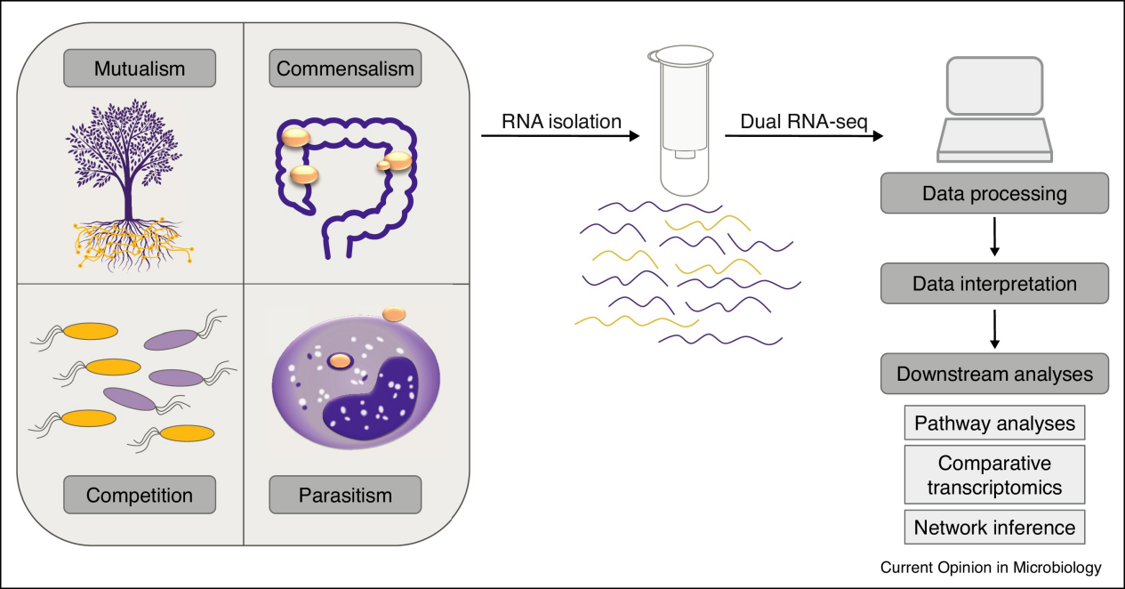 Dual RNA-seq来袭，宿主-微生物互作，速度解析!