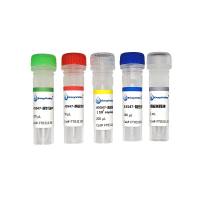 转基因大豆品系A5547-127探针法PCR试剂盒