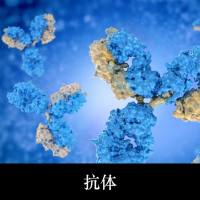 单克隆抗体定制服务