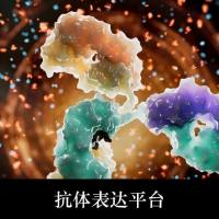 重组抗体蛋白服务