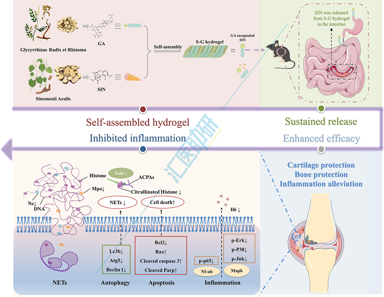 青藤碱/甘草酸水凝胶的制备及其抗类风湿关节炎作用示意图。