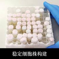 稳定细胞系构建服务