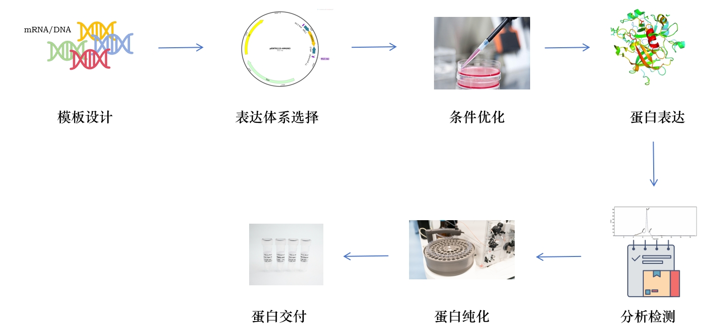 无细胞表达服务