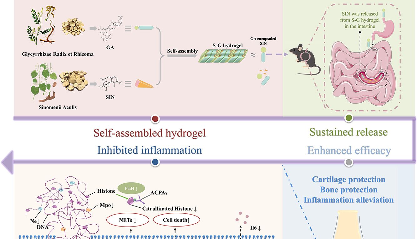 中药配伍+药物控释！自组装无载体（S-G hydrogel）轻松发10+，北京中医药大学三重机制解析类风湿关节炎的抗炎作用
