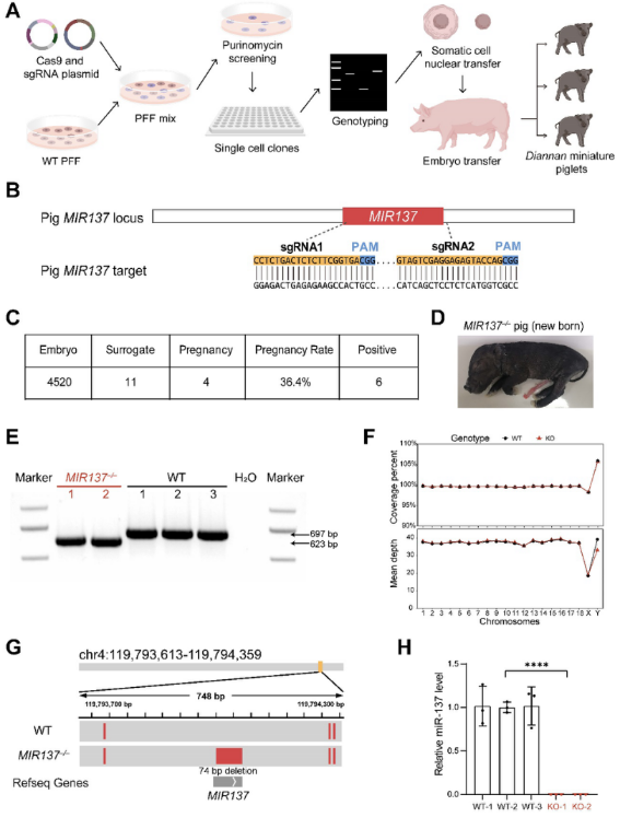Cell and Bioscience丨云南大学程郢课题组建立并转录组分析人类神经发育障碍小型猪模型