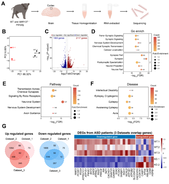 Cell and Bioscience丨云南大学程郢课题组建立并转录组分析人类神经发育障碍小型猪模型