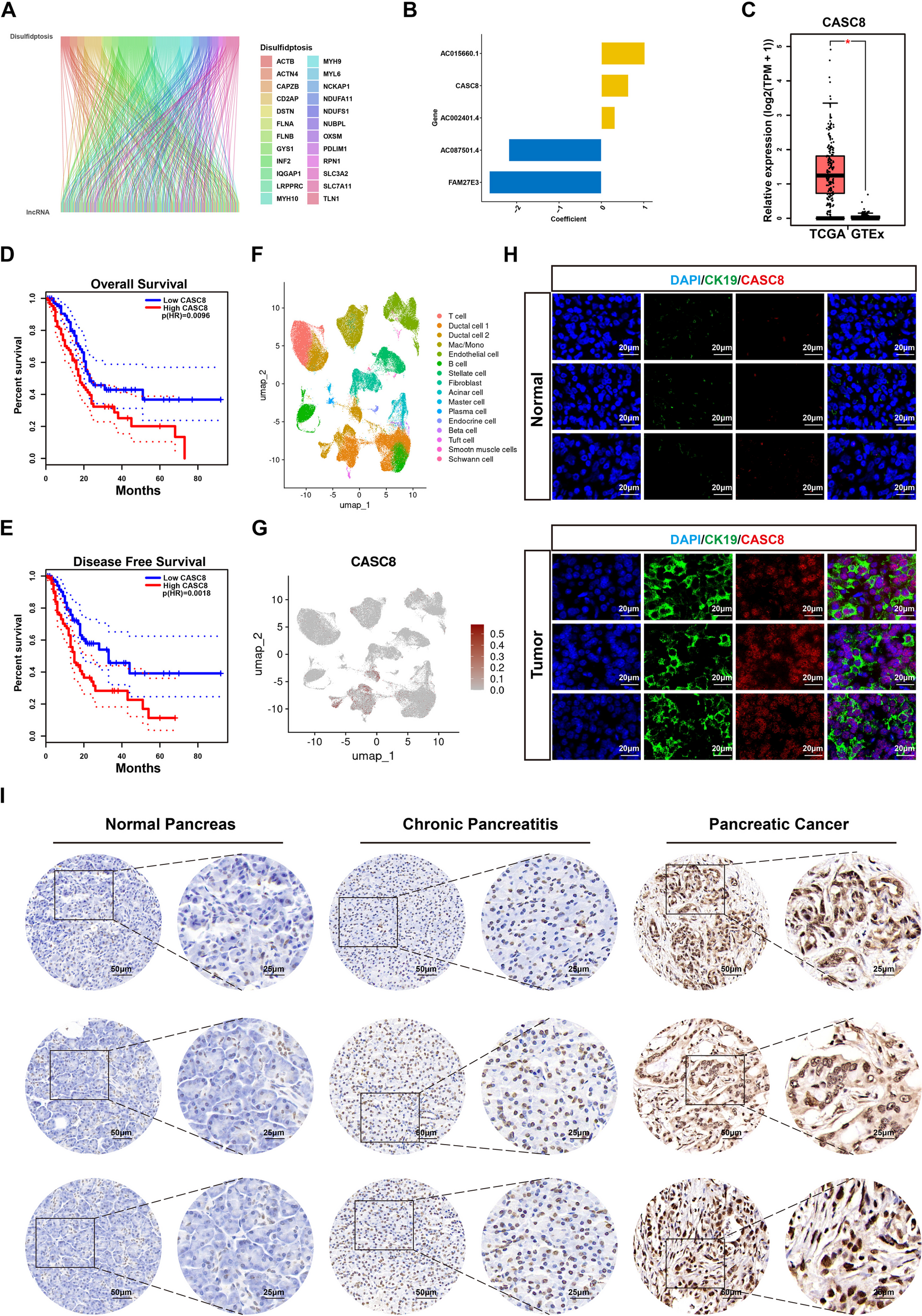 IF：12.8，高分捷径！单细胞×双硫死亡双热点碰撞，预后分析+多实验支撑，顶刊级发文模板！