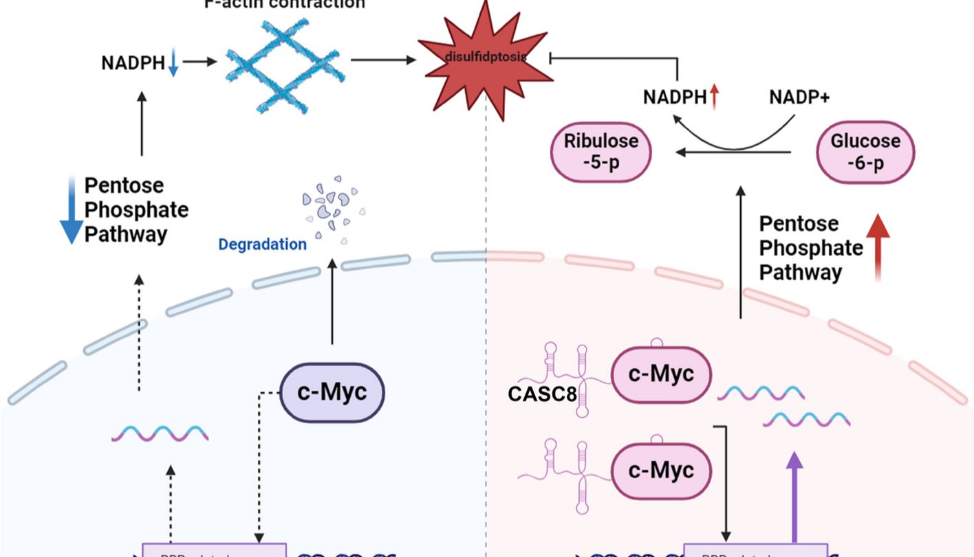 IF：12.8，高分捷径！单细胞×双硫死亡双热点碰撞，预后分析+多实验支撑，顶刊级发文模板！