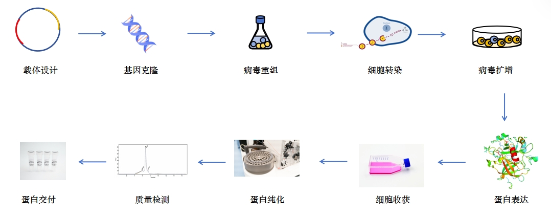 昆虫细胞蛋白表达服务